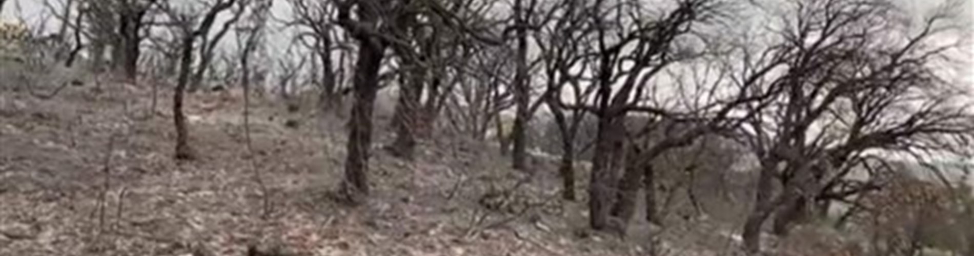 Incendio bosco Malò, tanti danni ma il pronto intervento ha evitato il peggio